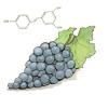 Resveratrol