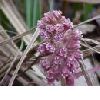 Butterbur Extract Petasites