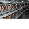 H Type Battery Chicken Egg Layer Cage