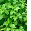 Stevia extract