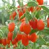 goji berry