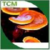 Reishi mushroom extract