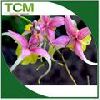 Horny Goat Weed/Epimedium Extract