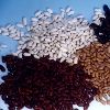 WHITE KIDNEY BEANS,BLACK, RED, YELLOW KIDNEY BEANS