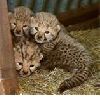 Cheetah Cubs