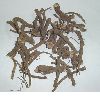 COLEUS FORSKOHLII DRY EXTRACT