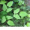 Epimedium P.E.