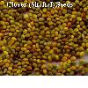 CLOVER SEEDS SHAFTAL