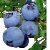 Bilberry P.E.