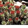 Rhodiola rosea P.E