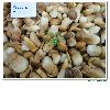 Brined Boletus Edulis Whole Mushroom Grade A(3-5CM) 141107