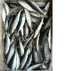 Frozen horse mackerel