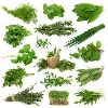 All Kind Of Ayurvedic Herb and Medicinal Herb