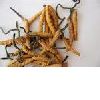 Cordyceps P.E.