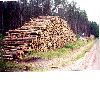 Southern Yellow Pine Logs