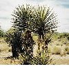 yucca extract 