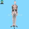 Anatomical human skeleton and torso model