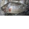 Tilapia whole round