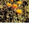 Safflower Extract