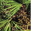 Saw Palmetto Extract 