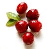 Cranberry extract 