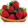 iqf strawberry