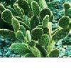 Hoodia Gordonii Plus