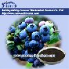 Blueberry anthocyanin