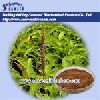 Coleus forskohlii (Willd.) Briq. Extract