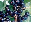 black currant concentrate(sales9 at lgberry dot com dot cn )