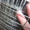 Galvanized Square Welded Wire Mesh