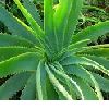 ALOE VERA PRODUCTS