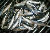 frozen pcific mackerel