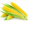 7kg carton sweet corn