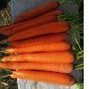 Carrots By Wholesale - For Export