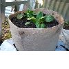 Jute Tub and plant holder