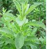 stevia