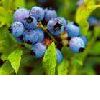 IQF wild blueberry(sales6 at lgberry dot com dot cn)