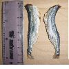 Dried white sardine(HIMEGO)