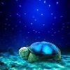 twilight turtle