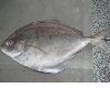 BLACK POMFRET