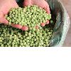 Wholesale China Frozen IQF green peas