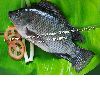 China Frozen Black Tilapia Fish (Oreochromis Niloticus, Oreochromis Mossambicus)