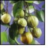 Garcinia Cambogia Extract