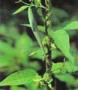 Gymnema Sylvestre Extract