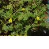 Tribulus Terrastris Extract