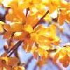 St John's Wort Extract