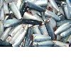 pacific mackerel HGT