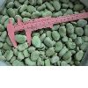 Chinese Frozen Baby Broad Beans Wholesale Frozen Fava Beans Bulk Frozen Green Beans