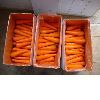 fresh carrots